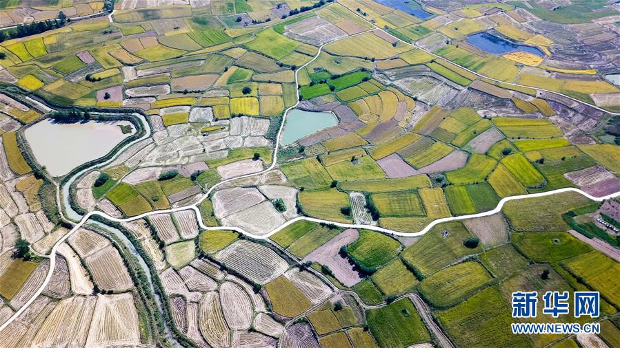 (新華全媒頭條·圖文互動(dòng))(8)希望灑在金色田野——寫(xiě)在鄉(xiāng)村振興戰(zhàn)略實(shí)施一周年之際