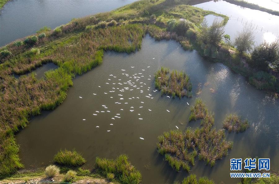 （圖文互動(dòng)&middot;百城百縣百企調(diào)研行）（5）&ldquo;濕地?？?rdquo;的生態(tài)文明建設(shè)實(shí)踐