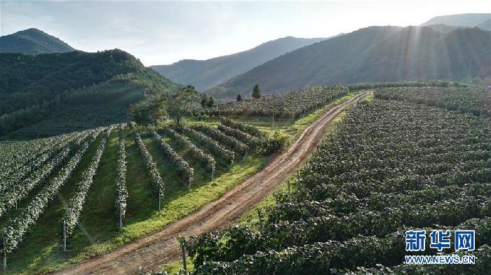 （百城百縣百企調(diào)研行&middot;圖文互動）（7）吉林集安：邊陲&ldquo;綠色明珠&rdquo;為何如此閃亮？