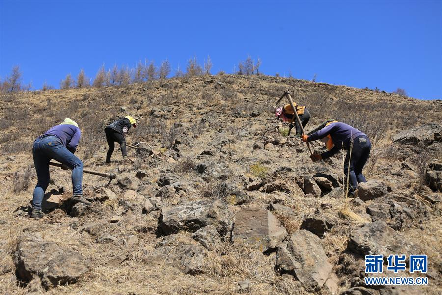 （新華全媒頭條&middot;圖文互動(dòng)）（8）那一抹綠色，走進(jìn)越來(lái)越多人心里&mdash;&mdash;河北塞罕壩續(xù)寫(xiě)新時(shí)代綠色傳奇