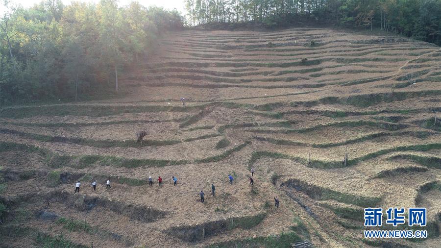 (在習(xí)近平新時(shí)代中國(guó)特色社會(huì)主義思想指引下·慶祝改革開(kāi)放40周年·共享發(fā)展·圖文互動(dòng))(2)“浙江親人”請(qǐng)心安 白茶苗已種滿(mǎn)山——浙江安吉捐贈(zèng)四川青川白茶苗種植地探訪(fǎng)