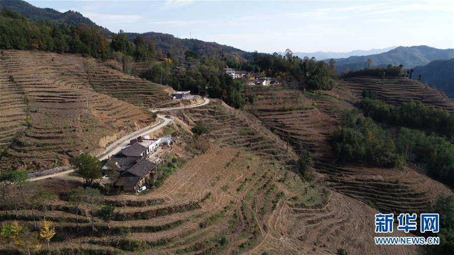 (在習(xí)近平新時(shí)代中國(guó)特色社會(huì)主義思想指引下·慶祝改革開(kāi)放40周年·共享發(fā)展·圖文互動(dòng))(3)“浙江親人”請(qǐng)心安 白茶苗已種滿(mǎn)山——浙江安吉捐贈(zèng)四川青川白茶苗種植地探訪(fǎng)