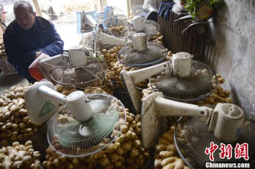 資料圖：山西太原蔬菜批發(fā)市場(chǎng)，姜販用多臺(tái)電風(fēng)扇風(fēng)干新鮮潮濕的生姜。<a target='_blank' ><p  align=