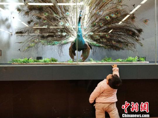 圖為展覽現(xiàn)場(chǎng)?！『h(yuǎn)航 攝