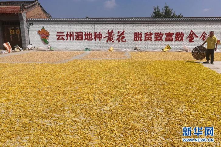 （在習(xí)近平新時代中國特色社會主義思想指引下&mdash;&mdash;新時代新作為新篇章&middot;鄉(xiāng)村振興戰(zhàn)略&middot;圖文互動）（2）一株忘憂草，萬家喜眉梢&mdash;&mdash;山西省大同市云州區(qū)黃花產(chǎn)業(yè)扶貧觀察