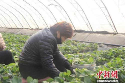 正值隆冬時(shí)節(jié)，山西省長(zhǎng)治市長(zhǎng)子縣天寒地凍，最低氣溫已有零下十幾度，當(dāng)?shù)氐氖卟舜笈飪?nèi)卻&ldquo;春意盎然&rdquo;、生機(jī)勃勃?！⊥蹙S寧 攝