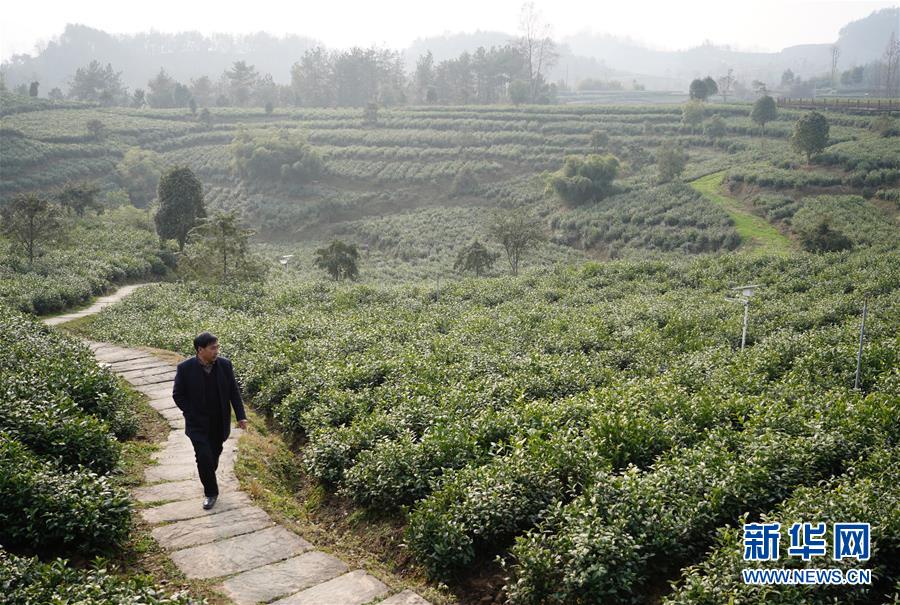 (在習(xí)近平新時(shí)代中國(guó)特色社會(huì)主義思想指引下——新時(shí)代新作為新篇章·鄉(xiāng)村振興戰(zhàn)略·圖文互動(dòng))(1)老支書王興強(qiáng)的新“茶事”