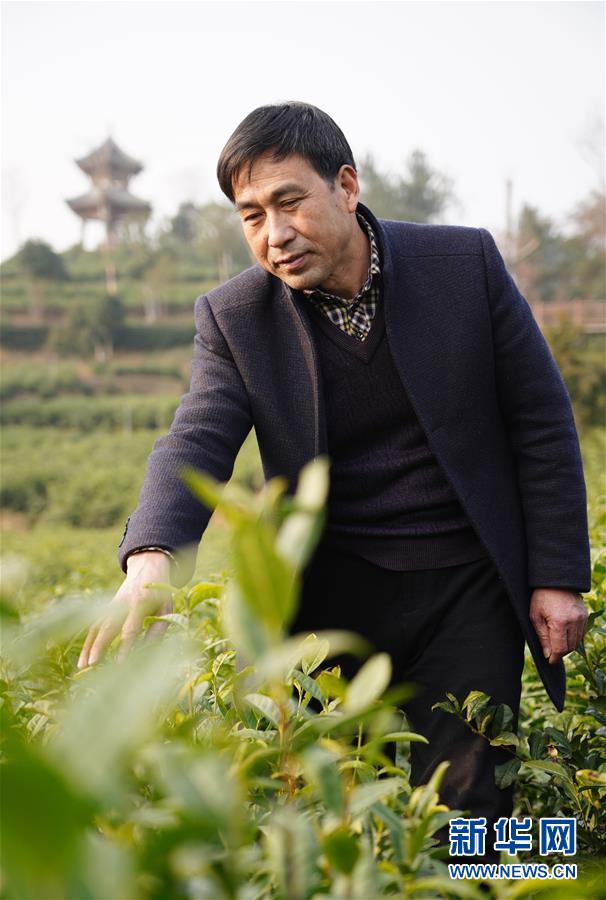 (在習(xí)近平新時(shí)代中國(guó)特色社會(huì)主義思想指引下——新時(shí)代新作為新篇章·鄉(xiāng)村振興戰(zhàn)略·圖文互動(dòng))(3)老支書王興強(qiáng)的新“茶事”