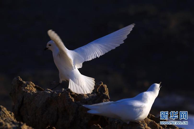 （第35次南極科考&middot;圖文互動）（1）中國首次利用紅外相機自動監(jiān)測南極雪海燕