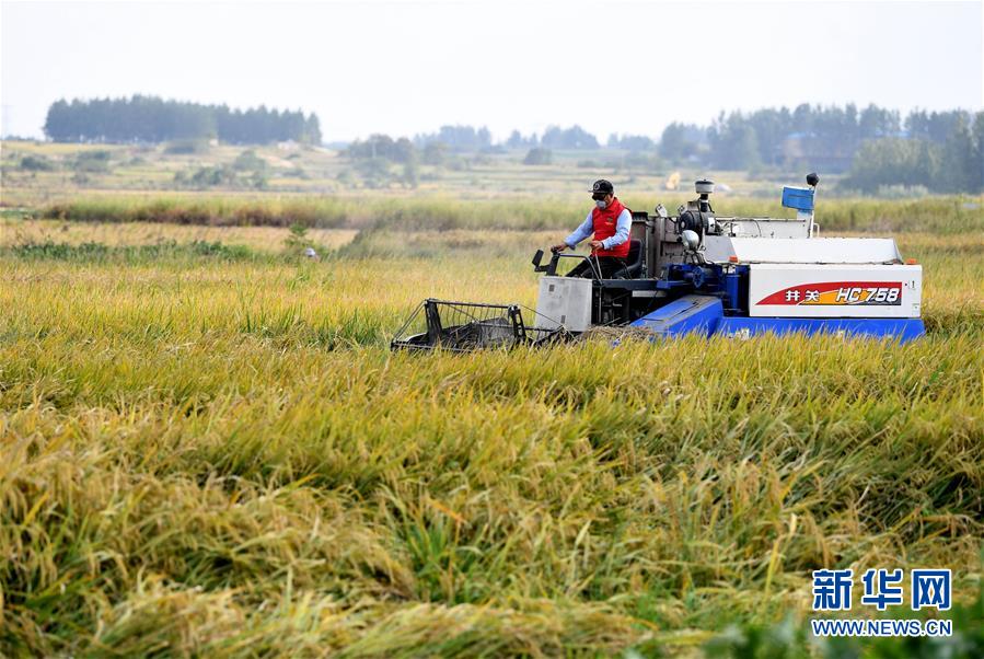 （新華全媒頭條&middot;愛國情 奮斗者&middot;圖文互動）（6）一個村的奮斗，一個時代的巨變&mdash;&mdash;記敢&ldquo;蹚新路&rdquo;的小崗人