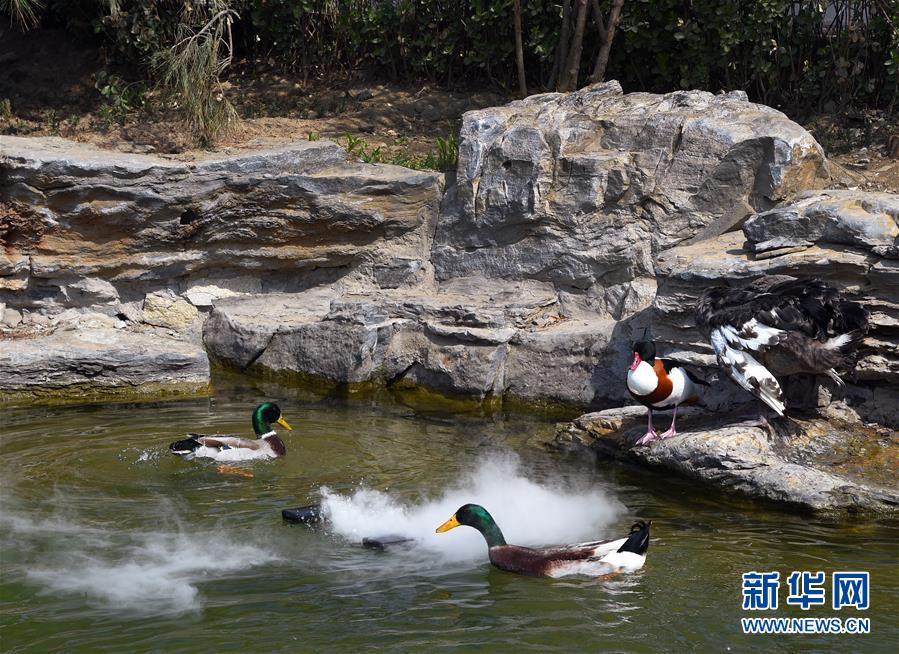 （壯麗70年 奮斗新時(shí)代&mdash;&mdash;推動(dòng)高質(zhì)量發(fā)展調(diào)研行&middot;圖文互動(dòng)）（1）北京&ldquo;三老&rdquo;現(xiàn)象透視