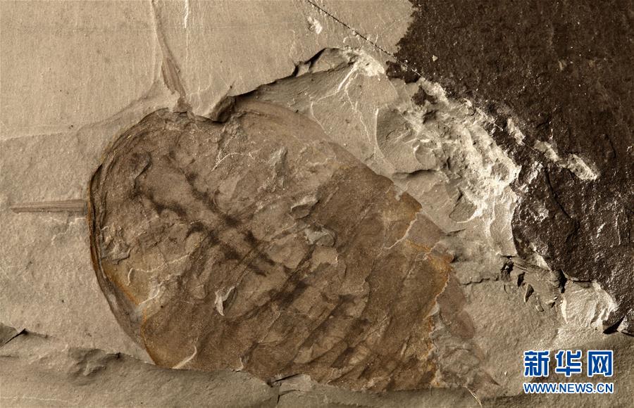 (新華全媒頭條·圖文互動)(10)探尋5億年前“生命大爆炸”之奧秘——中國科學(xué)家發(fā)現(xiàn)寒武紀“化石寶庫”清江生物群紀實