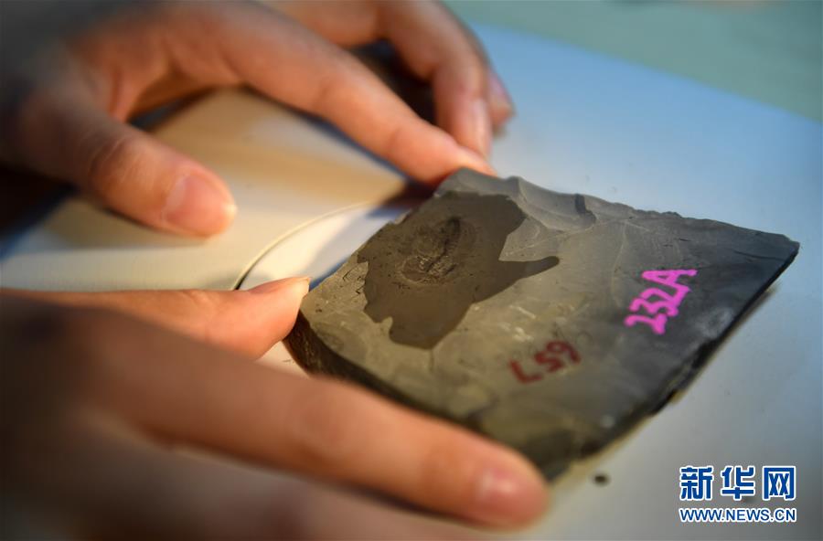 (新華全媒頭條·圖文互動)(8)探尋5億年前“生命大爆炸”之奧秘——中國科學(xué)家發(fā)現(xiàn)寒武紀“化石寶庫”清江生物群紀實