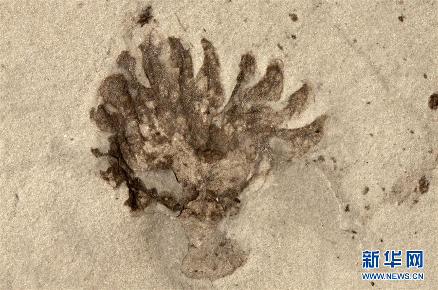 (新華全媒頭條·圖文互動)(9)探尋5億年前“生命大爆炸”之奧秘——中國科學(xué)家發(fā)現(xiàn)寒武紀“化石寶庫”清江生物群紀實