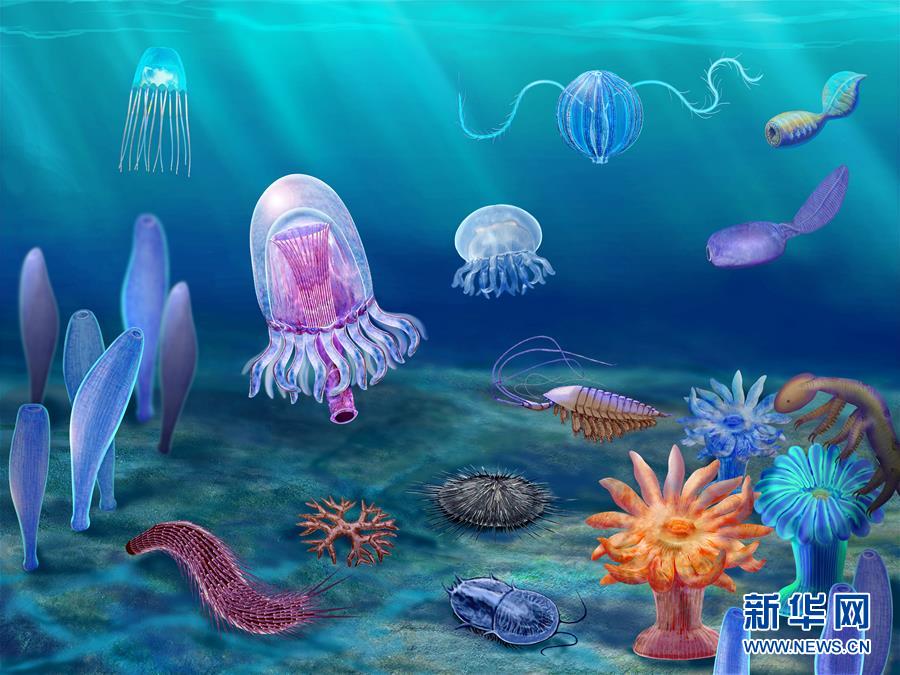 (新華全媒頭條·圖文互動)(15)探尋5億年前“生命大爆炸”之奧秘——中國科學(xué)家發(fā)現(xiàn)寒武紀“化石寶庫”清江生物群紀實
