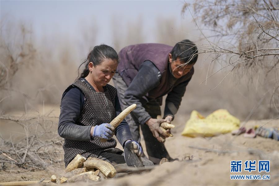 （新華全媒頭條&middot;圖文互動）（6）一步千年，&ldquo;最后的沙漠部落&rdquo;遷入新家園