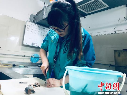 于雅麗在餌料操作間，準(zhǔn)備著動(dòng)物們的食物?！“瑧c龍 攝