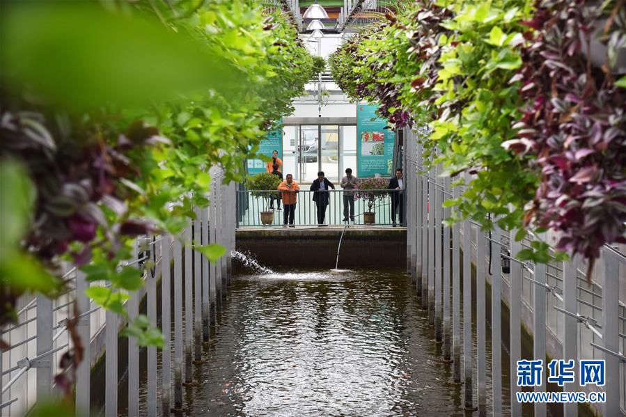 (壯麗70年·奮斗新時(shí)代·圖文互動(dòng))(10)山東壽光:一棵“菜”興一座城