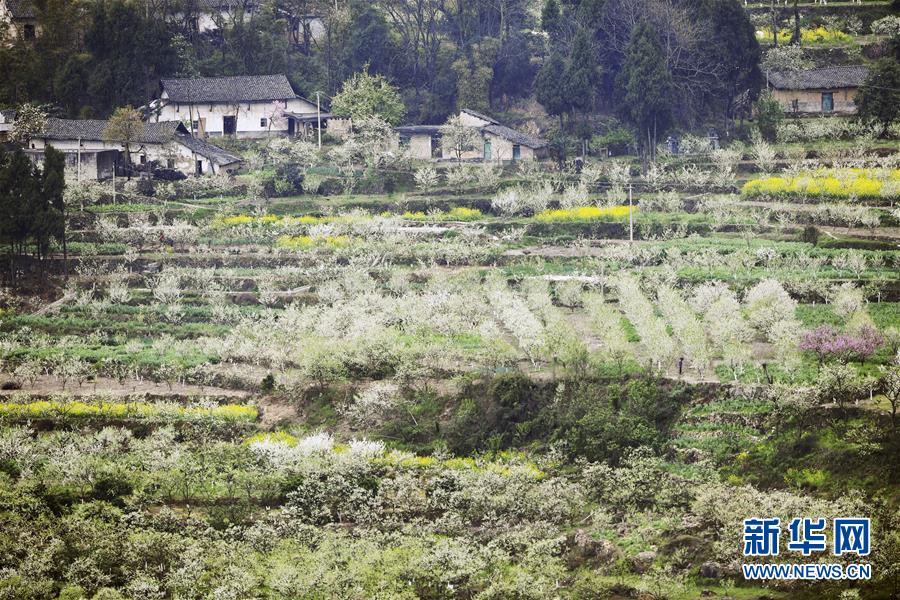 （在習(xí)近平新時(shí)代中國(guó)特色社會(huì)主義思想指引下&mdash;&mdash;新時(shí)代新作為新篇章）（7）重慶巫山：&ldquo;生態(tài)寶貝&rdquo;變身&ldquo;搖錢樹&rdquo;