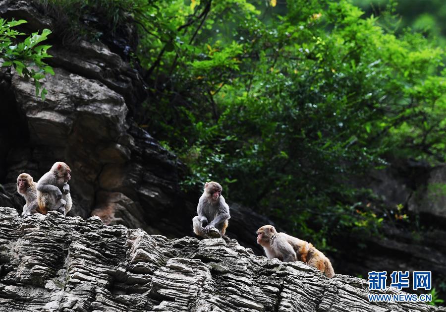 （在習(xí)近平新時(shí)代中國(guó)特色社會(huì)主義思想指引下&mdash;&mdash;新時(shí)代新作為新篇章）（5）重慶巫山：&ldquo;生態(tài)寶貝&rdquo;變身&ldquo;搖錢樹&rdquo;