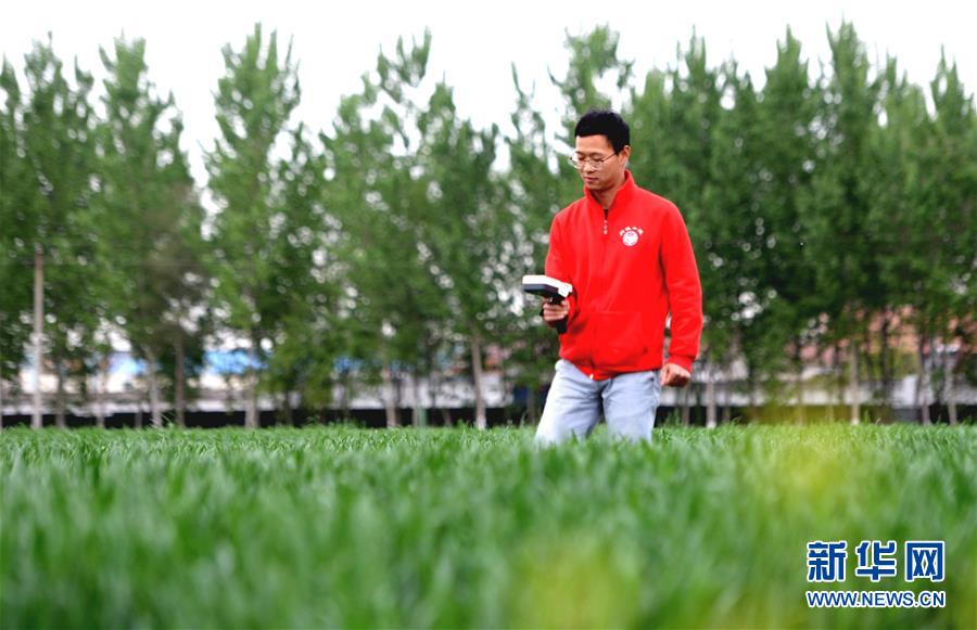 (新華全媒頭條·愛(ài)國(guó)情 奮斗者·圖文互動(dòng))(5)把論文寫(xiě)在祖國(guó)的大地上——中國(guó)農(nóng)業(yè)大學(xué)46年扎根河北曲周服務(wù)鄉(xiāng)村振興紀(jì)實(shí)