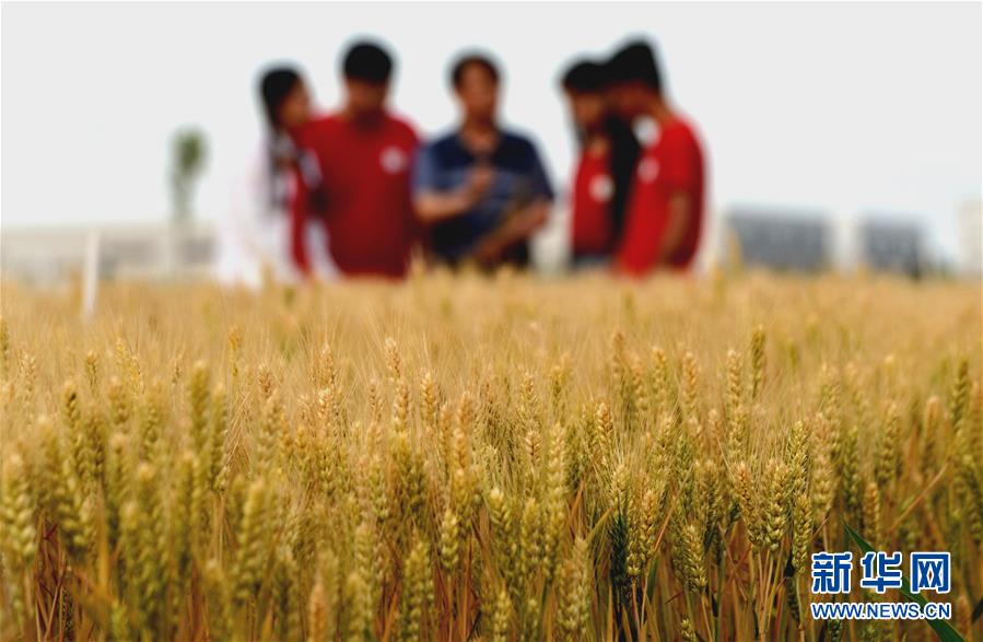 (新華全媒頭條·愛(ài)國(guó)情 奮斗者·圖文互動(dòng))(7)把論文寫(xiě)在祖國(guó)的大地上——中國(guó)農(nóng)業(yè)大學(xué)46年扎根河北曲周服務(wù)鄉(xiāng)村振興紀(jì)實(shí)