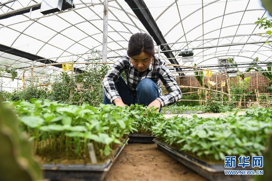 （權(quán)威訪談&middot;聚焦中國經(jīng)濟(jì)亮點&middot;圖文互動）（5）防治土地荒漠化 推動綠色發(fā)展&mdash;&mdash;專訪國家林業(yè)和草原局副局長劉東生