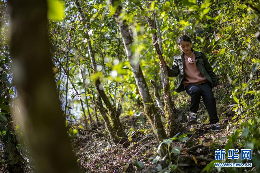 (直過民族脫貧攻堅(jiān)·圖文互動)(6)滿目青山變成“綠色銀行”——我國獨(dú)龍族人民走出綠色脫貧之路