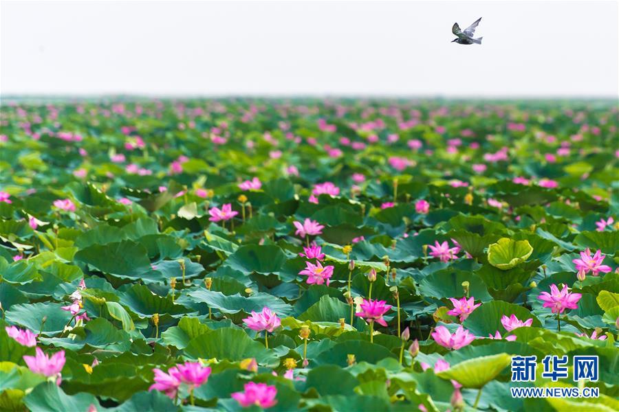 （壯麗70年&middot;奮斗新時(shí)代&mdash;&mdash;共和國(guó)發(fā)展成就巡禮&middot;圖文互動(dòng)）（5）潮涌楚天闊&mdash;&mdash;湖北砥礪奮進(jìn)70年譜寫高質(zhì)量發(fā)展華章