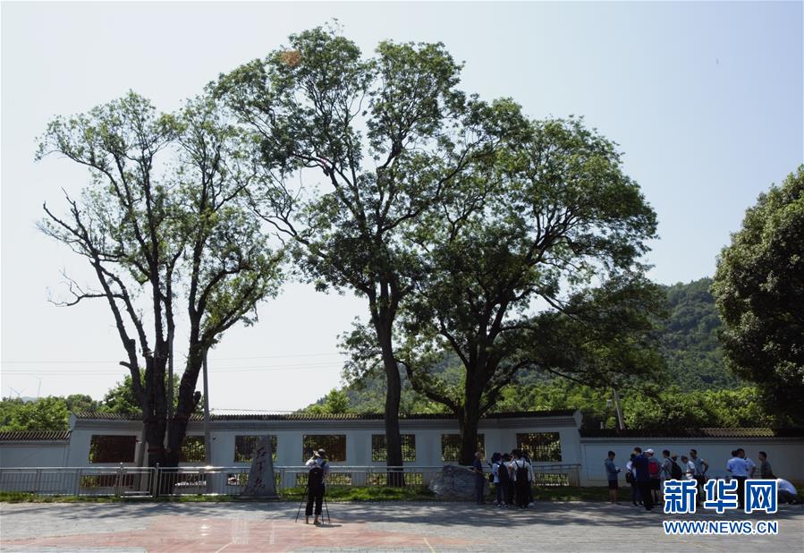 （壯麗70年&middot;奮斗新時代&mdash;&mdash;記者再走長征路&middot;圖文互動）（6）&ldquo;紅軍樹&rdquo;下憶初心、守初心