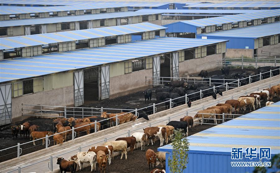 （壯麗70年&middot;奮斗新時代&mdash;&mdash;共和國發(fā)展成就巡禮&middot;圖文互動）（11）生態(tài)美、百姓富&mdash;&mdash;品讀嶄新&ldquo;寧夏畫卷&rdquo;