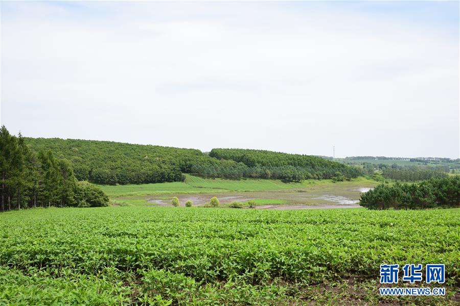 （在習(xí)近平新時(shí)代中國特色社會(huì)主義思想指引下&mdash;&mdash;新時(shí)代新作為新篇章&middot;圖文互動(dòng)）（2）向林木要錢，讓綠樹生金&mdash;&mdash;黑龍江省拜泉縣發(fā)展綠色經(jīng)濟(jì)助脫貧