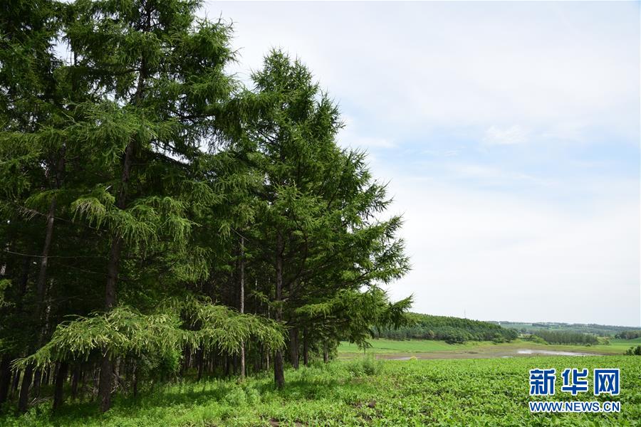 （在習(xí)近平新時(shí)代中國特色社會(huì)主義思想指引下&mdash;&mdash;新時(shí)代新作為新篇章&middot;圖文互動(dòng)）（1）向林木要錢，讓綠樹生金&mdash;&mdash;黑龍江省拜泉縣發(fā)展綠色經(jīng)濟(jì)助脫貧