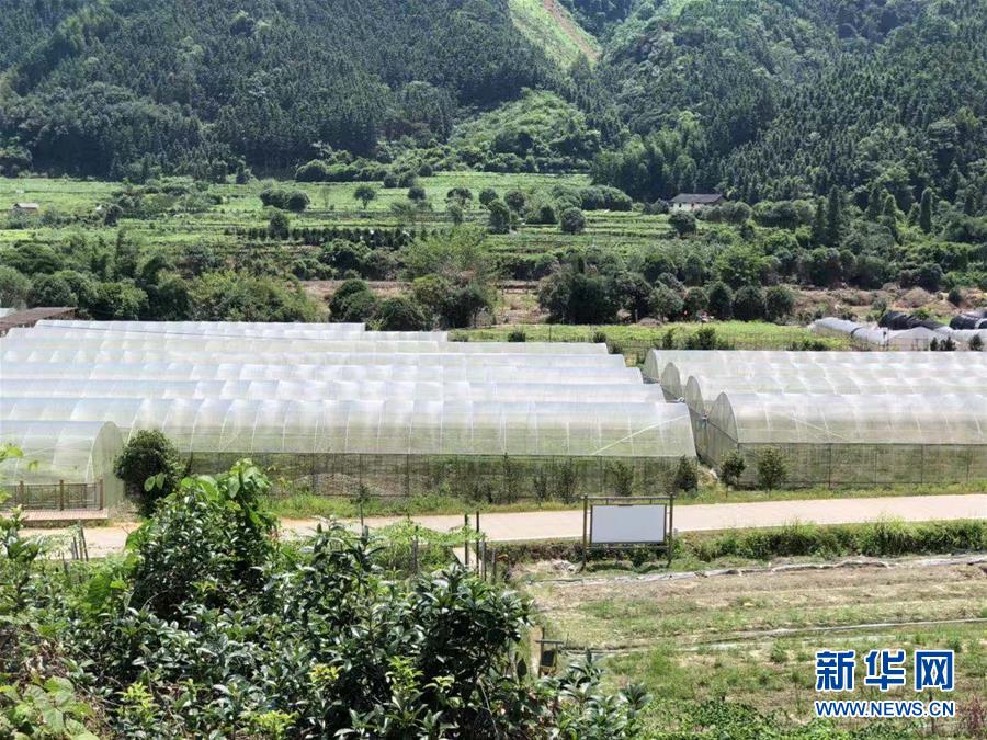 (脫貧攻堅(jiān)·圖文互動(dòng))(2)貧困戶成了致富帶頭人