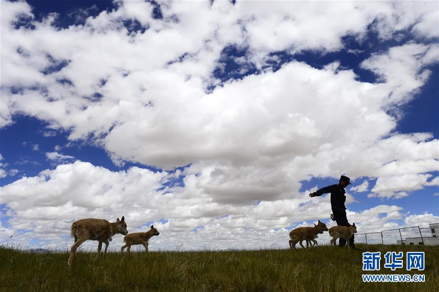 （今日關(guān)注&middot;第一屆國家公園論壇&middot;圖文互動）（5）首個國家公園什么樣？專家?guī)阆?ldquo;睹&rdquo;為快