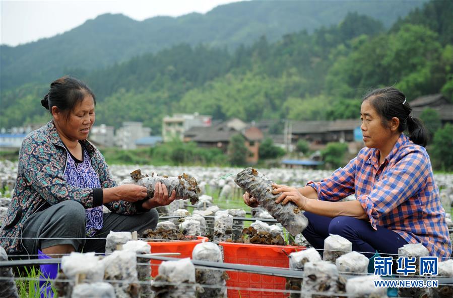 （全面深化改革&middot;圖文互動(dòng)）（10）&ldquo;減&rdquo;出效益 &ldquo;融&rdquo;出特色 &ldquo;服&rdquo;出動(dòng)力&mdash;&mdash;貴州推進(jìn)農(nóng)村產(chǎn)業(yè)結(jié)構(gòu)調(diào)整觀察