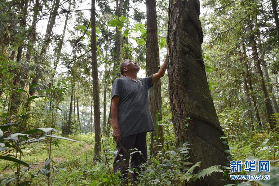 （愛國(guó)情 奮斗者&middot;圖文互動(dòng)）（3）貴州印江高石坎護(hù)林隊(duì)：半輩子，以林場(chǎng)為家