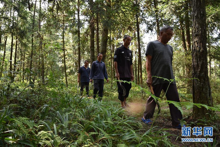 （愛國(guó)情 奮斗者&middot;圖文互動(dòng)）（1）貴州印江高石坎護(hù)林隊(duì)：半輩子，以林場(chǎng)為家