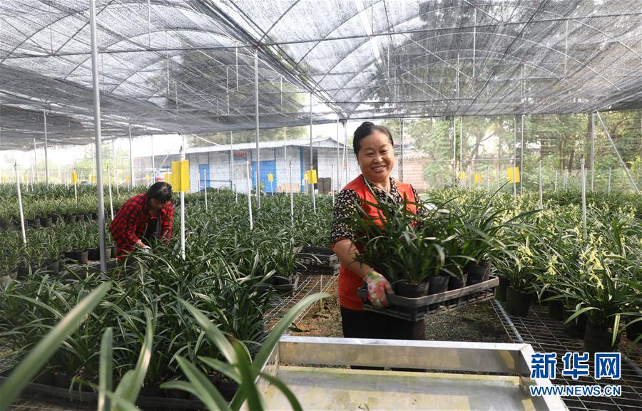 (在習(xí)近平新時(shí)代中國(guó)特色社會(huì)主義思想指引下——新時(shí)代新作為新篇章·總書記關(guān)心的百姓身邊事·圖文互動(dòng))(2)“科技秀才”給田野帶來新希望