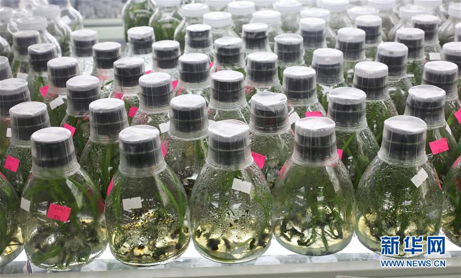 (在習(xí)近平新時(shí)代中國(guó)特色社會(huì)主義思想指引下——新時(shí)代新作為新篇章·總書記關(guān)心的百姓身邊事·圖文互動(dòng))(3)“科技秀才”給田野帶來新希望