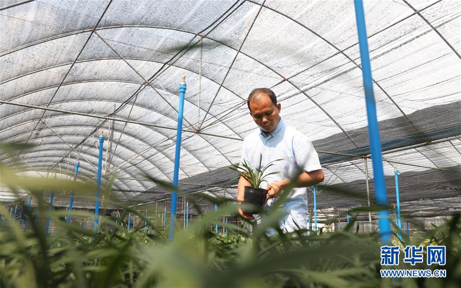 (在習(xí)近平新時(shí)代中國(guó)特色社會(huì)主義思想指引下——新時(shí)代新作為新篇章·總書記關(guān)心的百姓身邊事·圖文互動(dòng))(4)“科技秀才”給田野帶來新希望