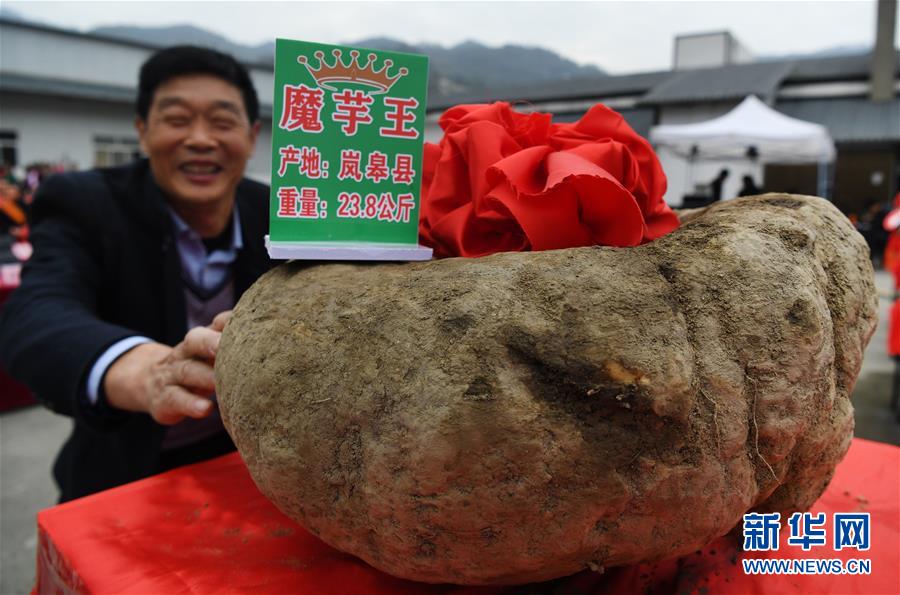 (脫貧攻堅)(4)陜西嵐皋魔芋 助力脫貧攻堅