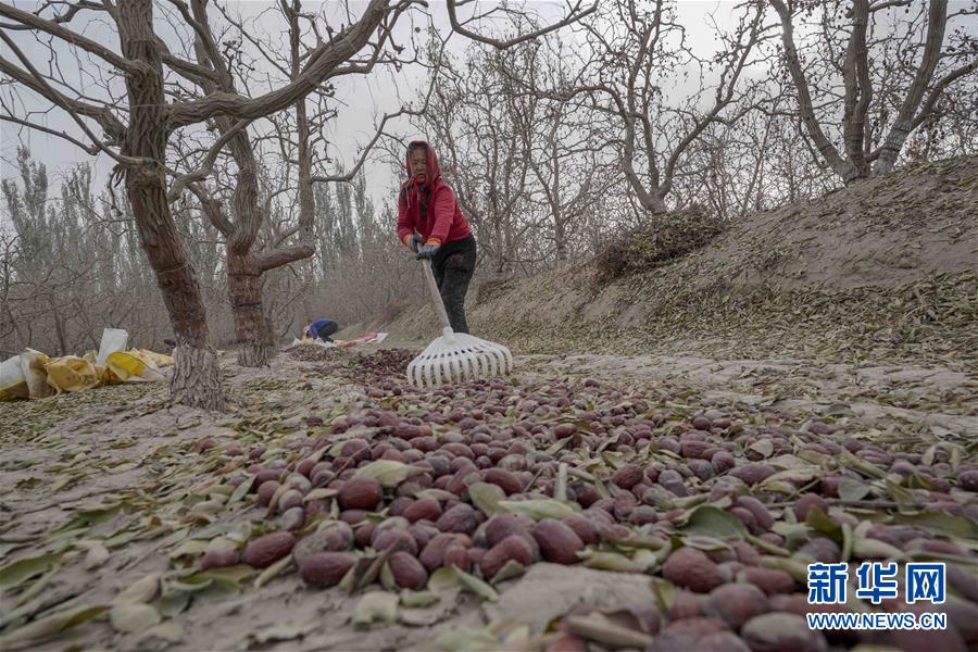 (新華全媒頭條)(4)沙海之邊一片紅——一粒棗和“第一大縣”的故事