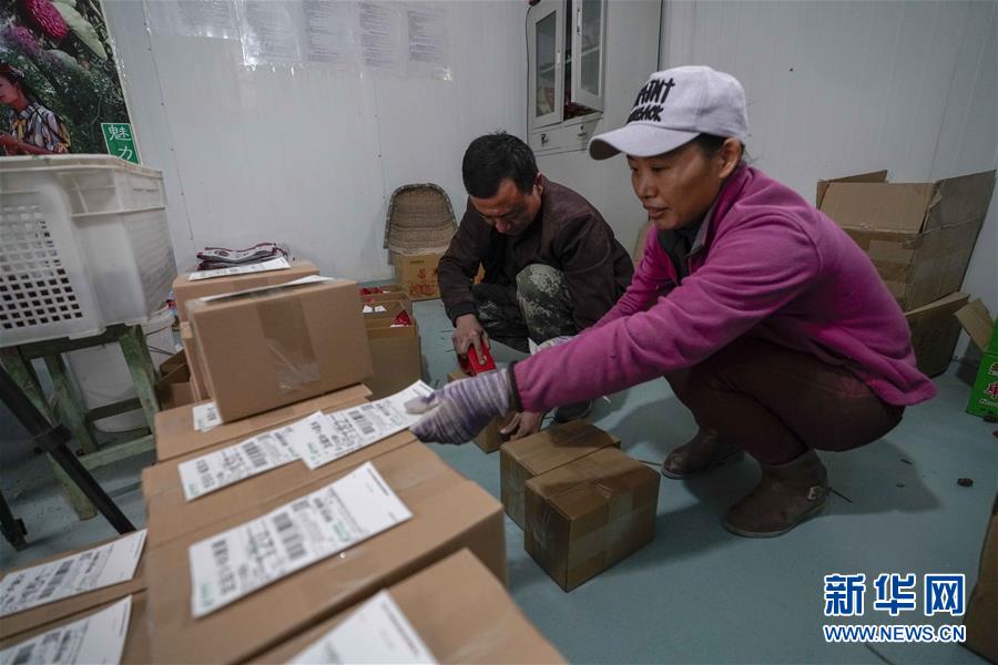 (新華全媒頭條)(9)沙海之邊一片紅——一粒棗和“第一大縣”的故事