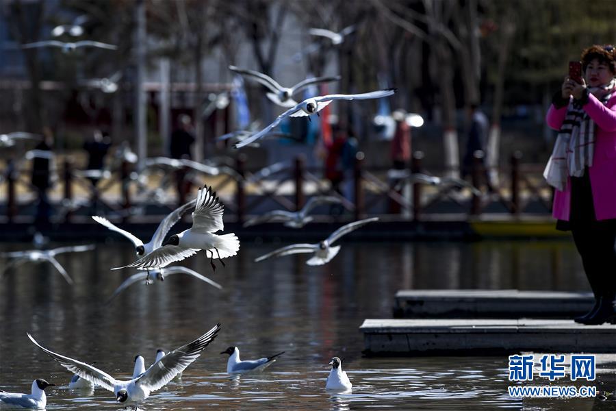 (新華全媒頭條·圖文互動)(15)從水困到水興——寧夏“水樣本”中的發(fā)展密碼