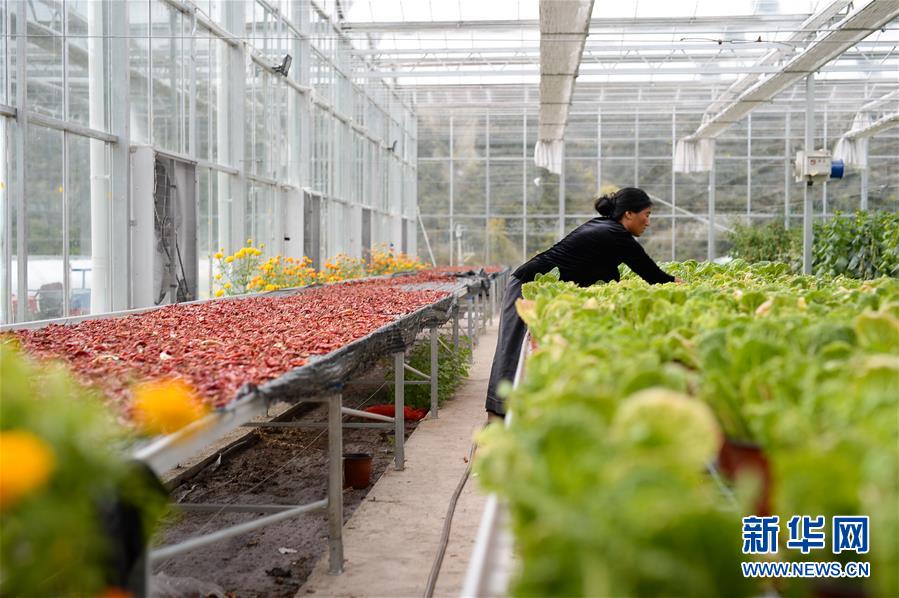 （新華全媒頭條&middot;圖文互動(dòng)）（13）格?；ㄩ_滿天路&mdash;&mdash;寫在川藏公路通車65周年之際