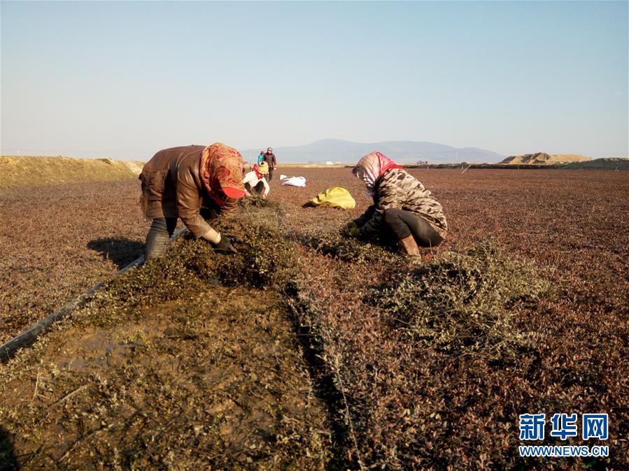 (圖文互動(dòng))(8)從“輕工漁網(wǎng)重工馬掌”到“圓夢小康”——“中國東極”脫貧攻堅(jiān)剪影