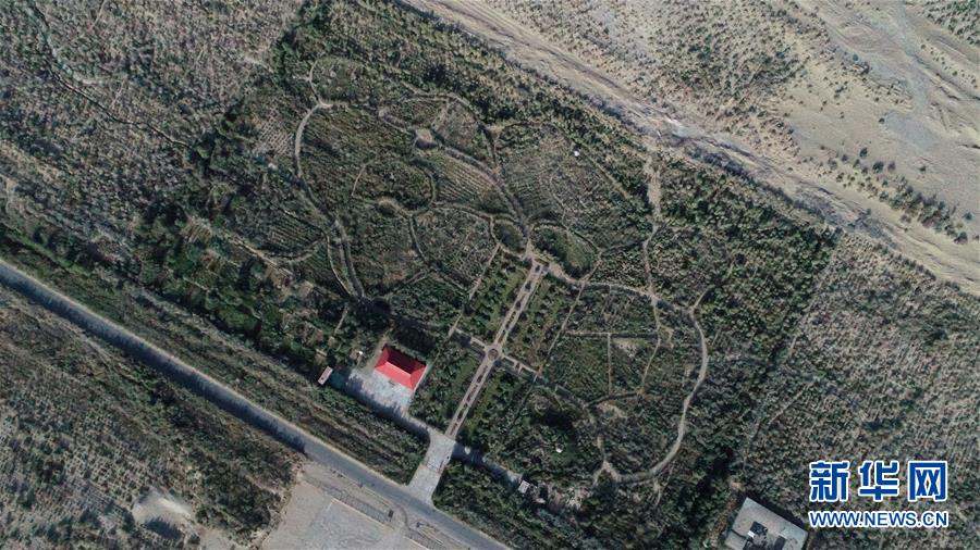 （新華全媒頭條&middot;圖文互動(dòng)）（2）塔克拉瑪干的&ldquo;播綠使者&rdquo;&mdash;&mdash;中科院新疆生態(tài)與地理研究所高級(jí)工程師常青的故事