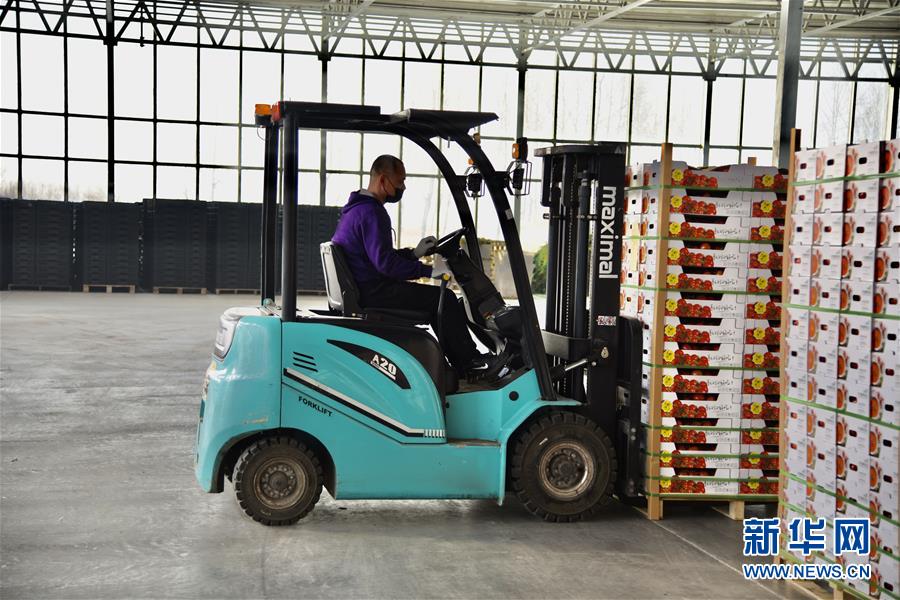 （新春走基層&middot;圖文互動(dòng)）（2）大興安嶺南麓的春天之六：鹽堿地長出&ldquo;黃金果&rdquo;