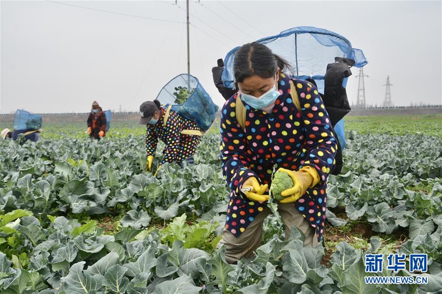 (做好六穩(wěn)工作 應(yīng)對(duì)復(fù)雜局面·圖文互動(dòng))(1)穩(wěn)住“菜籃子” 守住“好日子”